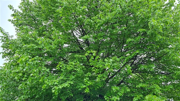 Rigaud au rendez-vous de la fête québécoise des arbres.