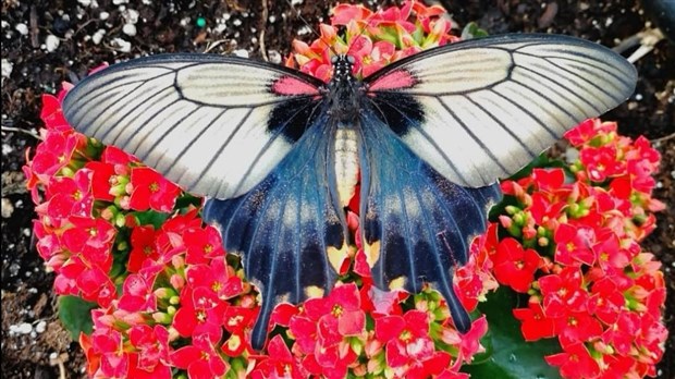 La Ville de Vaudreuil-Dorion souligne l'Année du jardin 2022