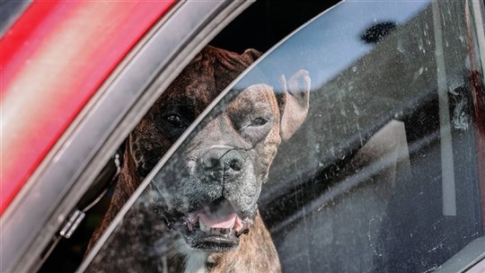 Quoi faire avec un chien laissé dans une voiture