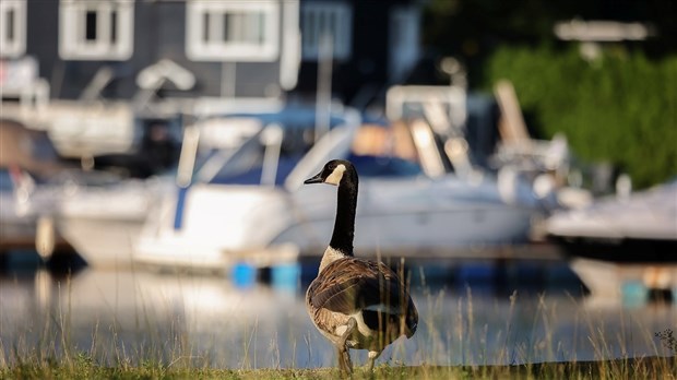 Découvrez ce que Sainte-Anne-de-Bellevue a à vous offrir