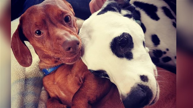 Journée mondiale du chien : on veut voir vos compagnons canins