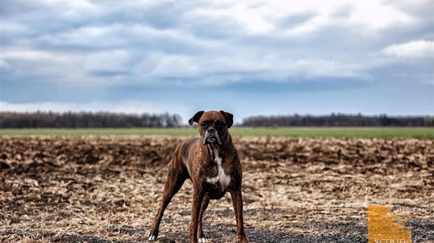 Journée mondiale du chien : Une première galerie d'images de vos compagnons canins