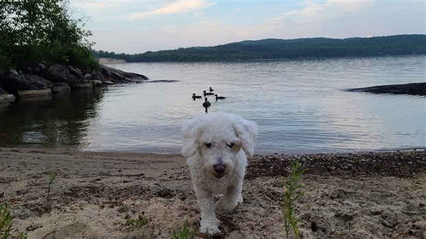 Journée mondiale du chien : Une deuxième galerie d'images de vos compagnons canins