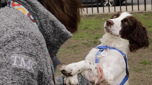 Une certification pour bien encadrer les petits éleveurs de chats et de chiens