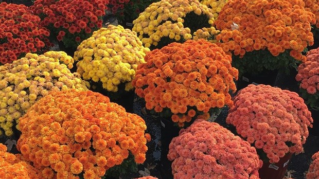 Achetez des chrysanthèmes pour une bonne cause