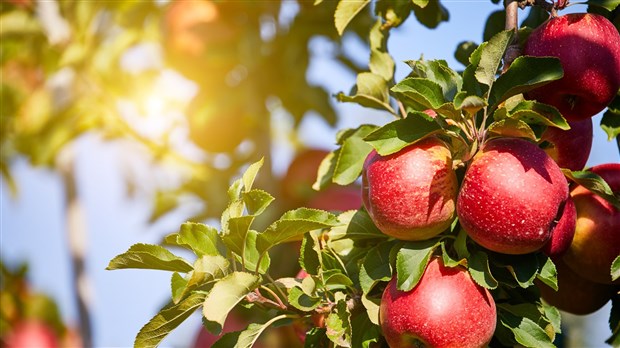 Septembre, c'est aussi le retour des pommes !