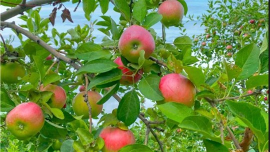 Verger Labonté: l'autocueillette des pommes est en cours 