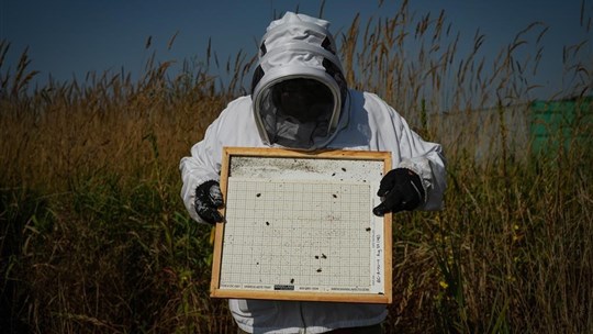 Des scientifiques développent un traitement contre les parasites des abeilles