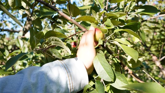  Appel photo: le temps des pommes dans Vaudreuil-Soulanges