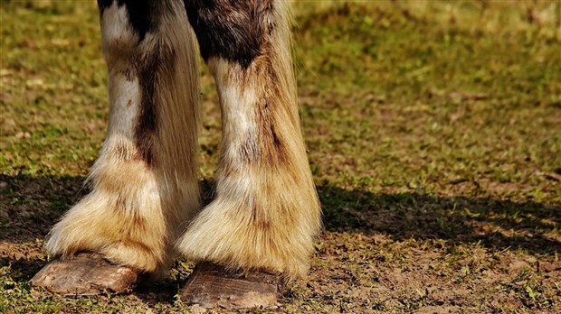 Une formation de sauvetage pour grands animaux offerte les 1er et 2 octobre 