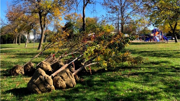 Vaudreuil-Dorion plantera 11 000 nouveaux arbres sur son territoire 