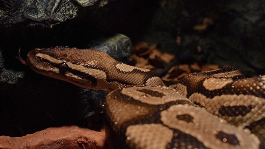 Un python royal localisé à NDIP, on recherche son propriétaire 