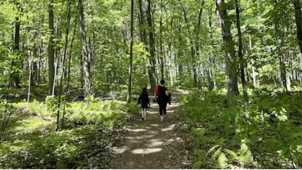 Partez à la découverte des arbres du Parc régional des Îles-de-Saint-Timothée 