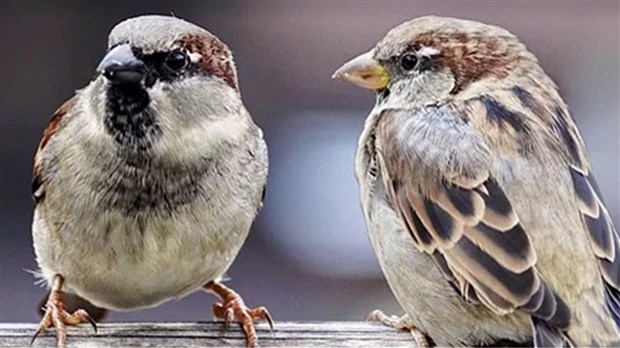 Donner son sapin aux oiseaux