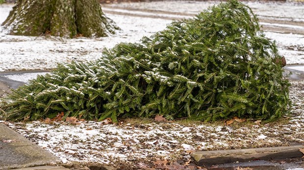 De nombreuses collectes de sapin débutent aujourd'hui dans Vaudreuil-Soulanges