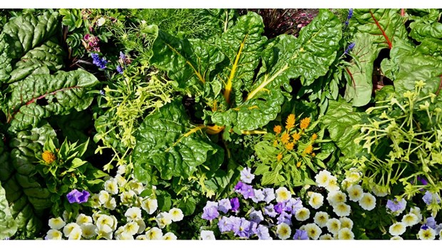 Saint-Lazare announces the winners of its first ecological landscaping contest  
