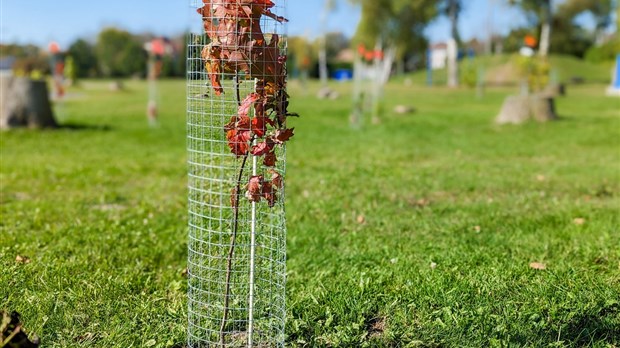  The Municipality of Les Coteaux adopts a reforestation plan
