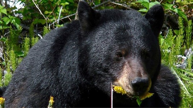 Présence accrue de la grande faune sur les routes : appel à la prudence