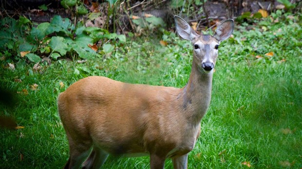 Risques de collisions plus élevés avec la faune en octobre et novembre 