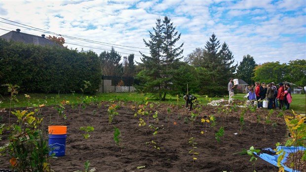 Pincourt plante sa première microforêt de type Miyawaki 