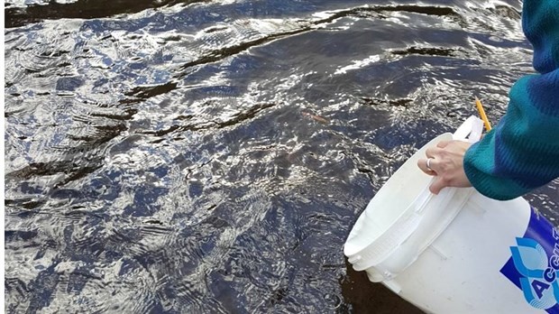 Le comité ZIP du Haut-Saint-Laurent poursuit ses efforts 