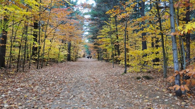Vaudreuil-Soulangeois have a penchant for autumn colors