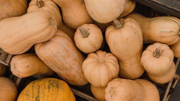 Fill up on ornamental and edible plants on November 4 at Saint-Lazare 