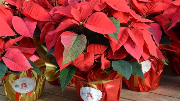 Brighten up your home or workplace with poinsettias to benefit the MSPVS   