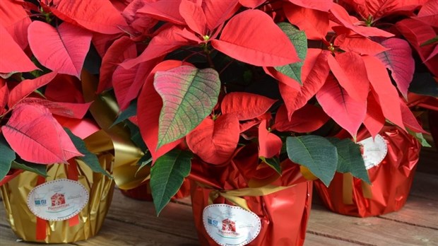 C'est l'heure de commander un ou des poinsettias pour soutenir la MSPVS 