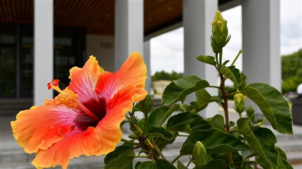 Ville de Rigaud receives 4 Fleurons and a mention of excellence