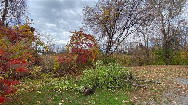 Plantation au parc des Générations à L'Île-Perrot