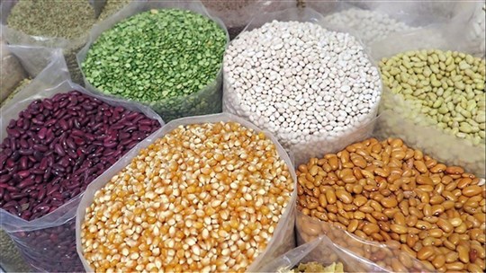 Des semences gratuites pour les agriculteurs cette semaine à Sainte-Martine 