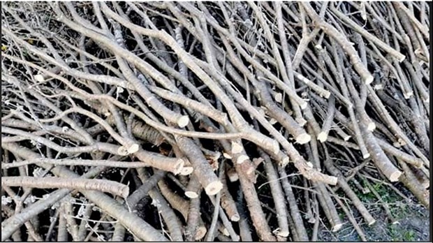 Collecte de branches à venir sur le territoire de Rivière-Beaudette 