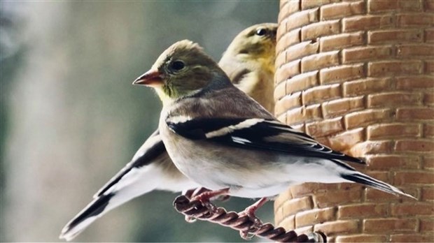 Initiation à l'observation d'oiseaux à Rigaud 