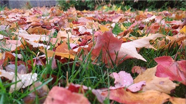 Collecte de feuilles du printemps à venir en mai à Très-Saint-Rédempteur 