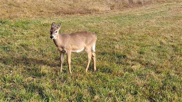 Notre-Dame-de-l'Île-Perrot lance le Défi Nature urbaine