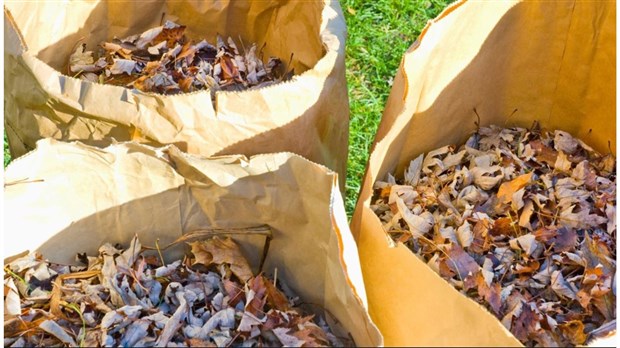 Feuilles et résidus verts collectés en mai à Saint-Lazare 