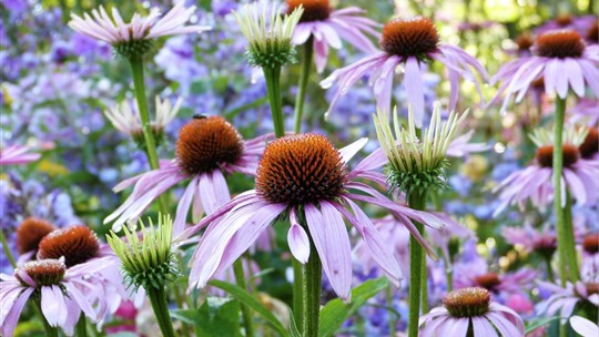 Comment concevoir un plan de jardin ?