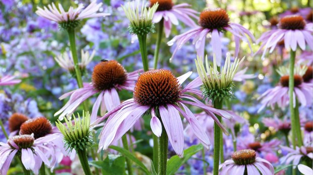 Comment concevoir un plan de jardin ?