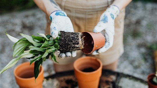 How to design a garden plan ?