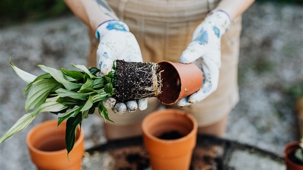 How to design a garden plan ?