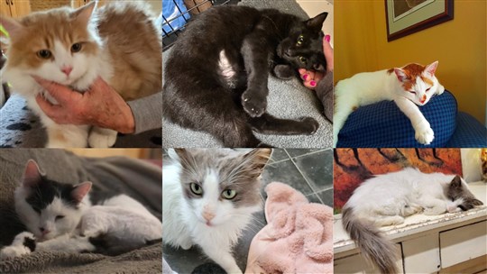 1000 chats sauvés par année par Casca Vaudreuil-Soulanges