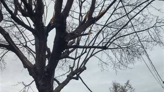 Après le verglas, on vous invite à bien élaguer vos arbres