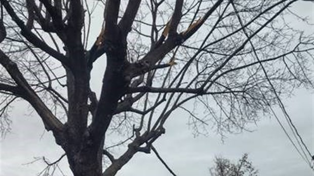 Après le verglas, on vous invite à bien élaguer vos arbres