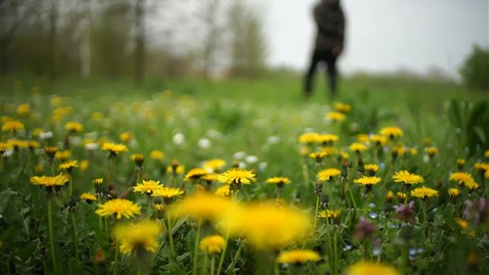 Dandelion Challenge: NDIP joins in