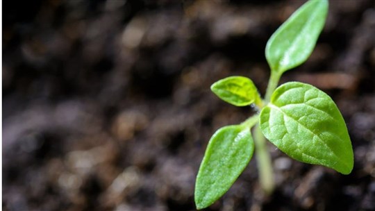 Distribution gratuite de pousses d'arbres ce samedi à Pointe-Fortune 