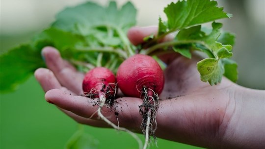 Autonomie alimentaire: les jardins, une tendance populaire auprès de nos lecteurs 