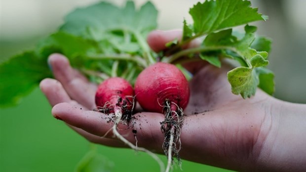 Autonomie alimentaire: les jardins, une tendance populaire auprès de nos lecteurs 