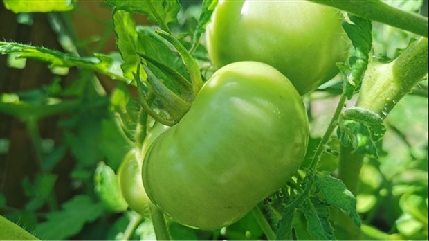 Un nouveau projet pour promouvoir l'agriculture urbaine et l'entraide entre voisins 