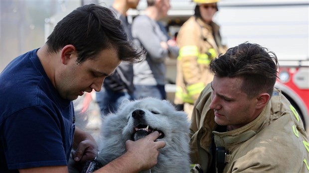 Un chien aurait déclenché un incendie dans son appartement 